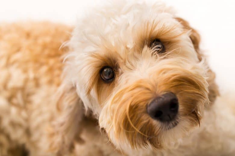Close-up picture of an apricot-colored Labradoodle