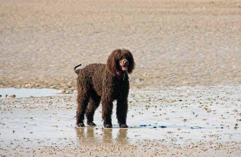 Chocolate Labradoodle dog on a wet beach sand