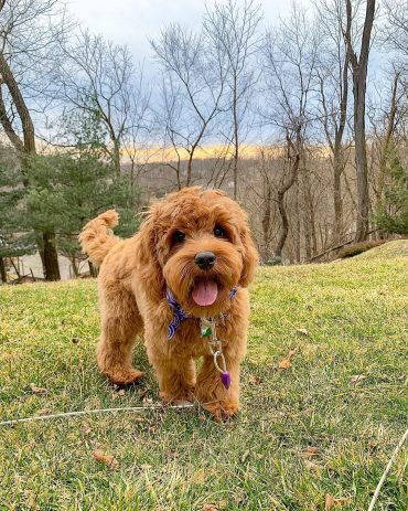 Labradoodle Size Chart