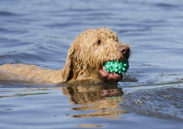 Labradoodle dog fetching a ball on the lake