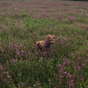 Labradoodle puppy jumping high in a field with flowers