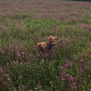 Labradoodle puppy jumping high in a field with flowers