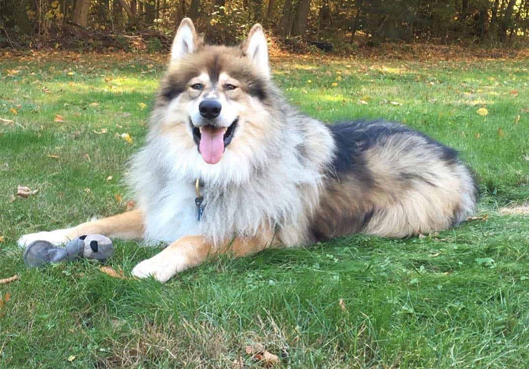 Alsa Inu Dog American Alsatian: Ultimate Guide to the Wolf-like Dog - K9 Web