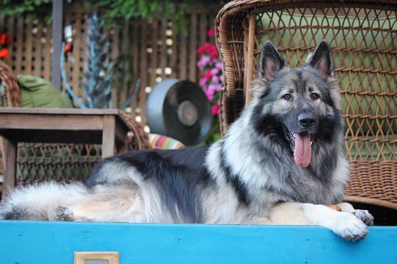 black and white Shiloh Shepherd sitting on a porch