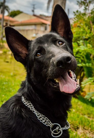 Happy black german shepherd with his tongue out