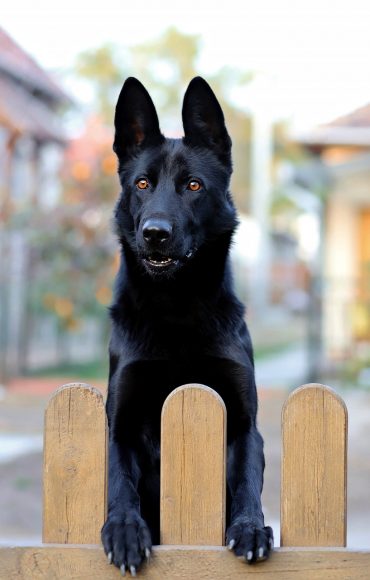 Recklessly Black German Shepherd Large