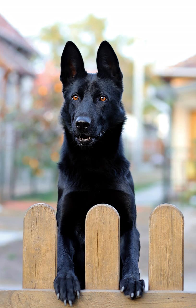 black baby german shepherd