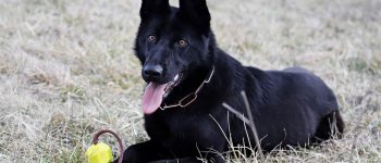 Black german shepherd outside with a toy