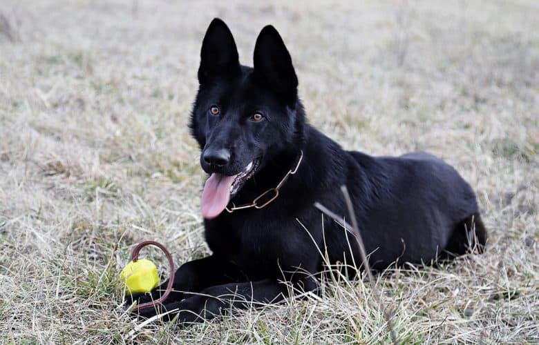 pure black german shepherd dog