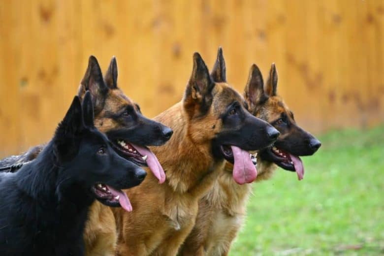 four german shepherds - regular and black german shepherd