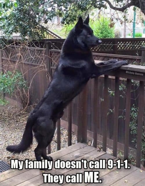 Black German Shepherd All You Need to Know about Black GSD K9 