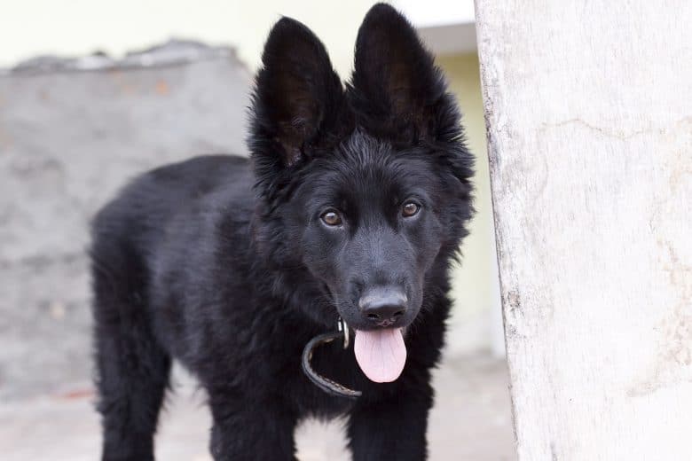 pure black german shepherd dog