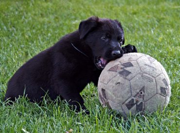 black german shepherd puppy playing outside with a ball