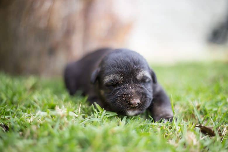 Newborn German Shepherd puppy