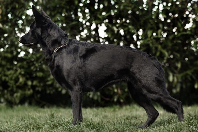 A full-grown Black German Shepherd