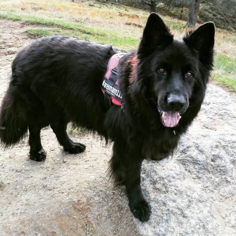 A long-haired Black Shepherd