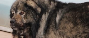 Full grown Russian Bear Dog looking back