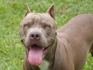 An adult American Pitbull Terrier with its tongue out, on the grass