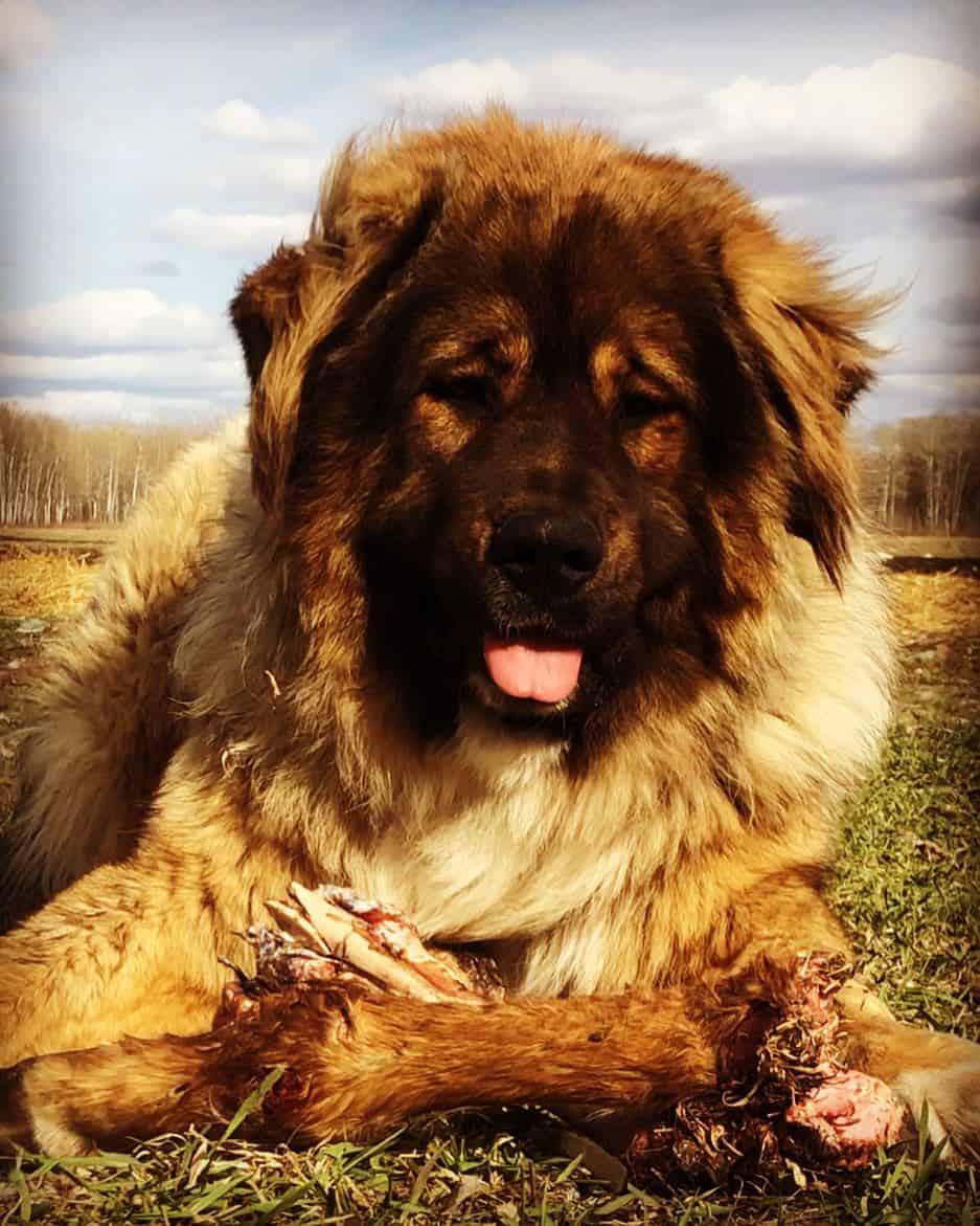 russain bear dog russain bear dog