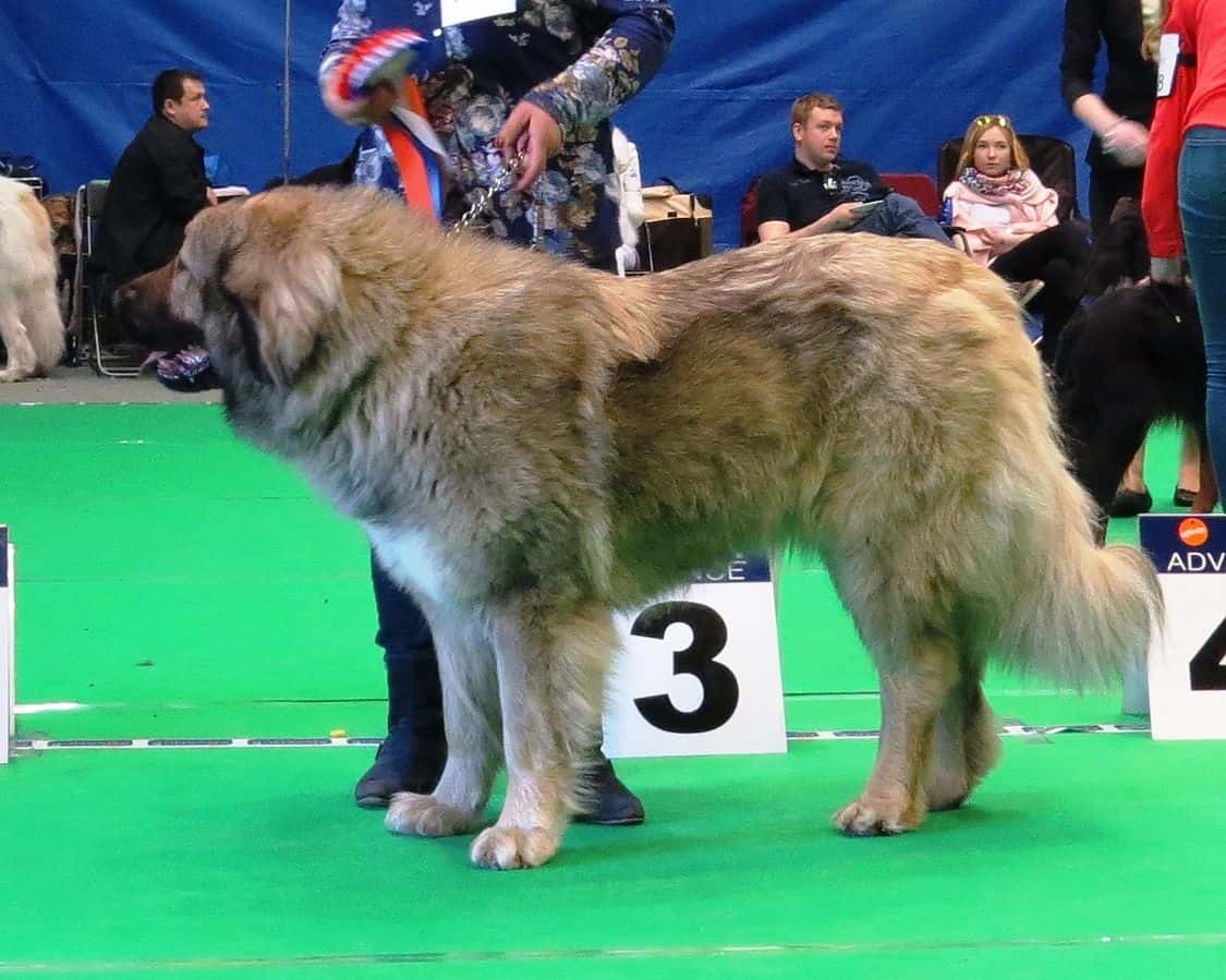 The Russian Bear Dog What You Need to Know K9 