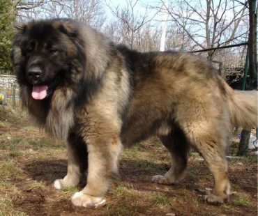 Full grown Russian Bear Dog with a leash, out on a walk