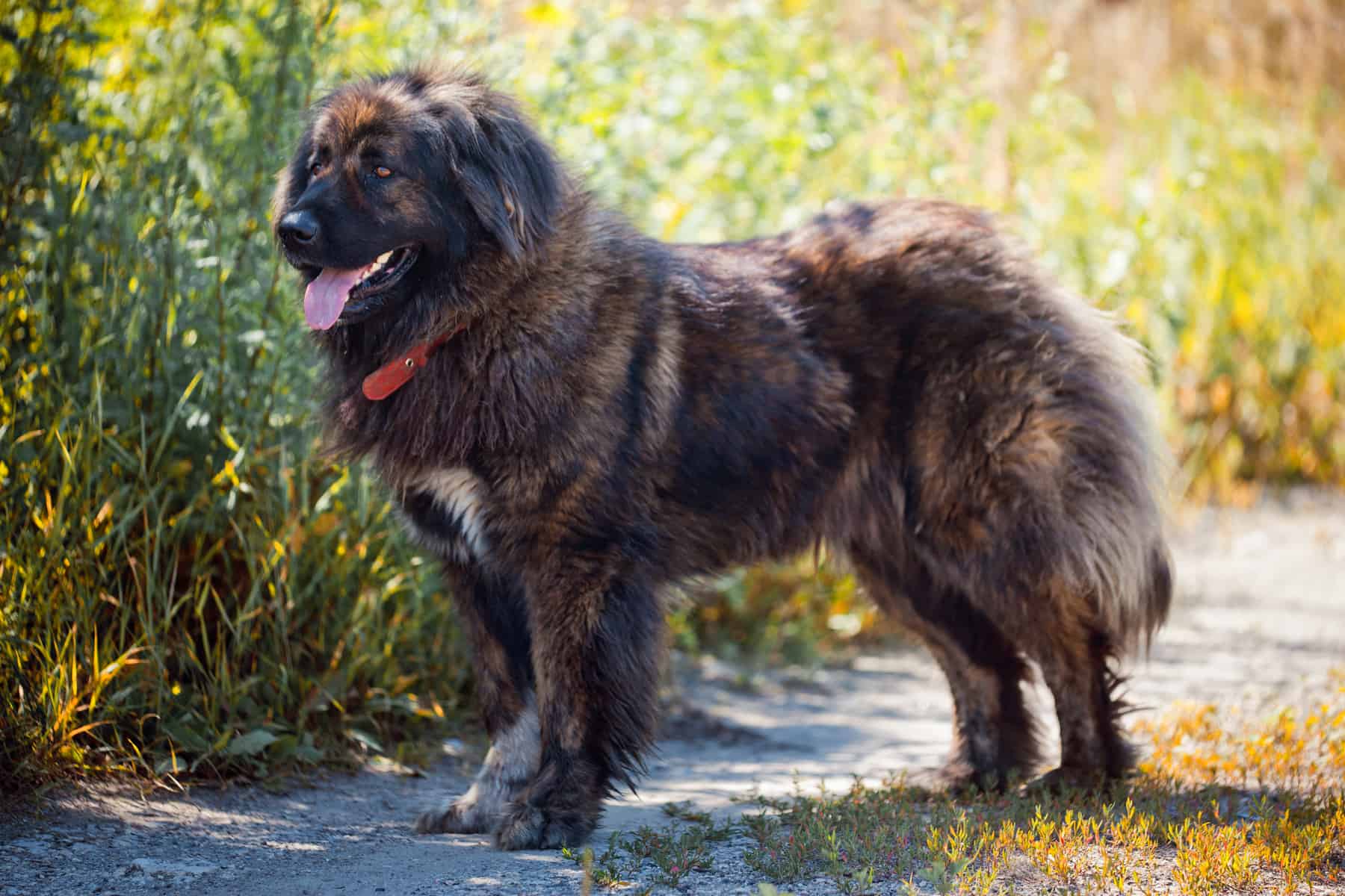 The Russian Bear Dog What You Need to Know K9 