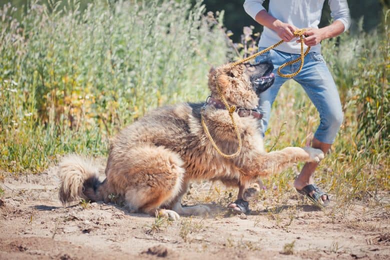 Russian Bear Dog puppy on a leash, playing outside with its owner
