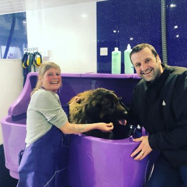 Full grown Russian Bear Dog at the groomers