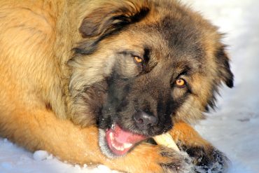 Caucasian Shepherd dog eating bone at winter