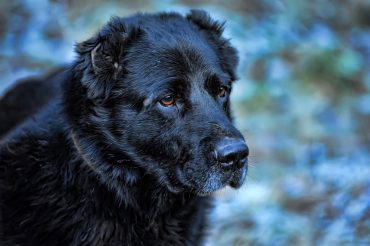 Black Russian Bear Dog with cropped ears in early winter