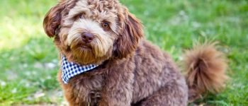 cute, little brown Schnoodle with a scarf, on the grass