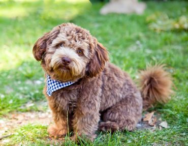cute, little brown Schnoodle with a scarf, on the grass