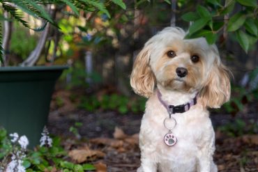 A Cavapoo with a collar, surrounded by greenery
