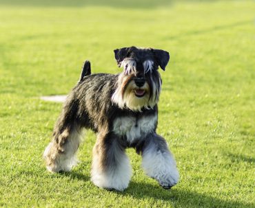 A small black and silver Miniature Schnauzer dog walking on the grass, looking very happy.