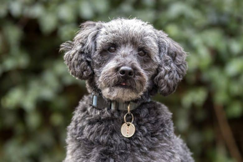 A silver-colored Schnoodle with the curly coat of a Poodle