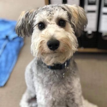 giant schnauzer poodle mix