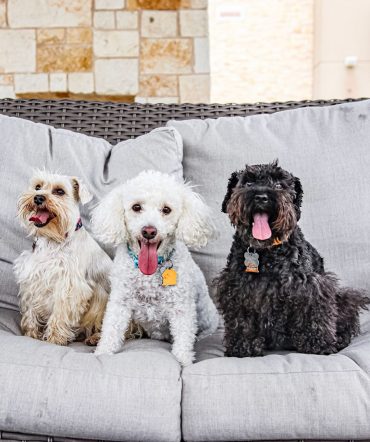 The Schnoodles with a Schnauzer, all sitting on the couch