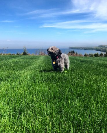 A cute little Schnoodle running on the grass and enjoying the scenery