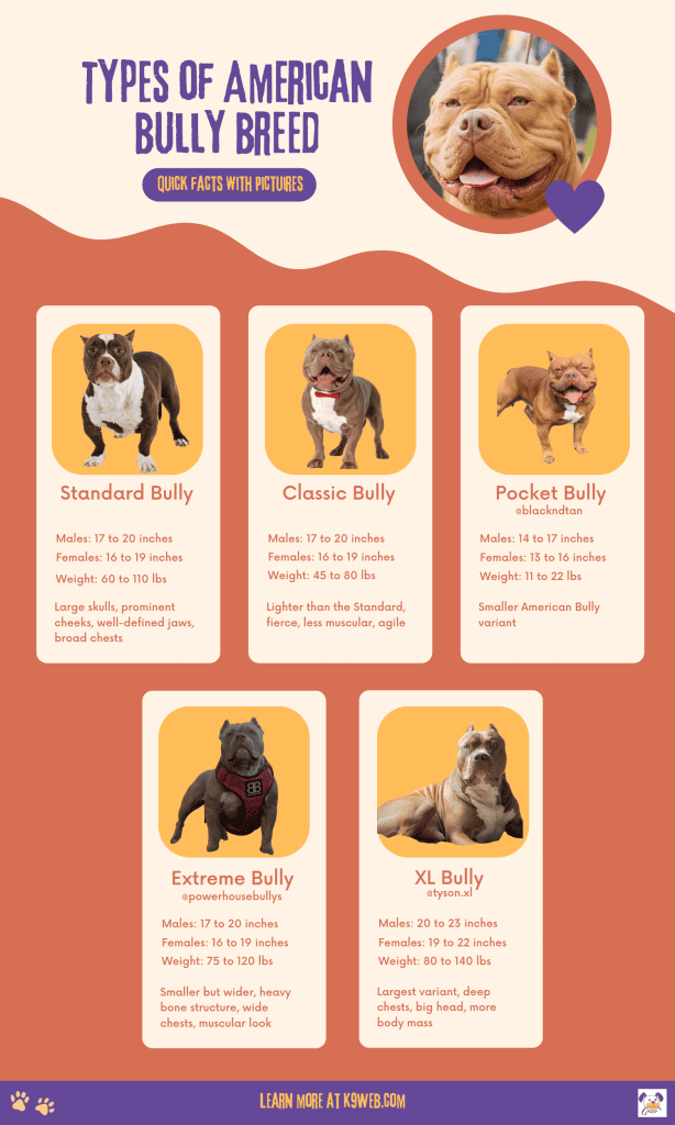 Types of American Bully Infographic