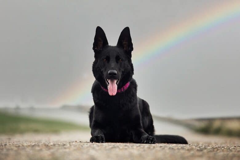 A working Black GSD