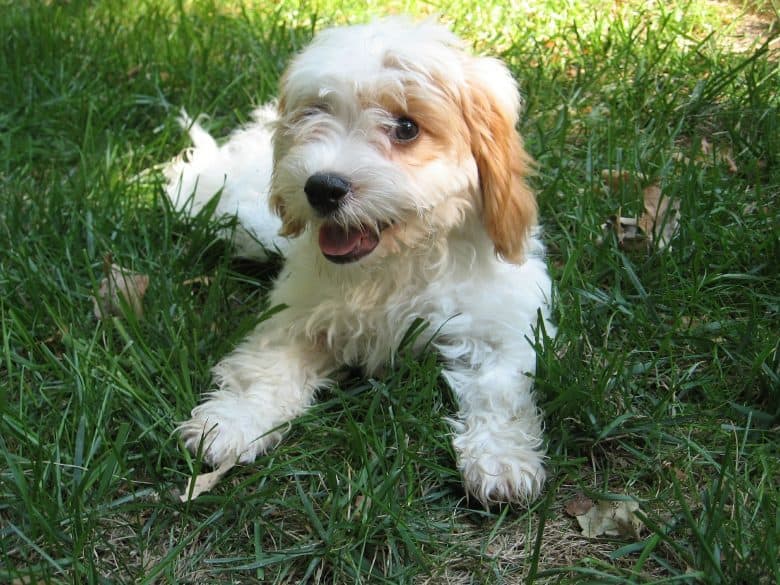 A cute Cavapoo laying in the grass