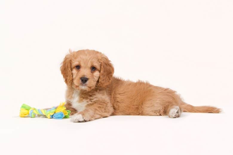 Cavapoo with apricot coat is holding a toy