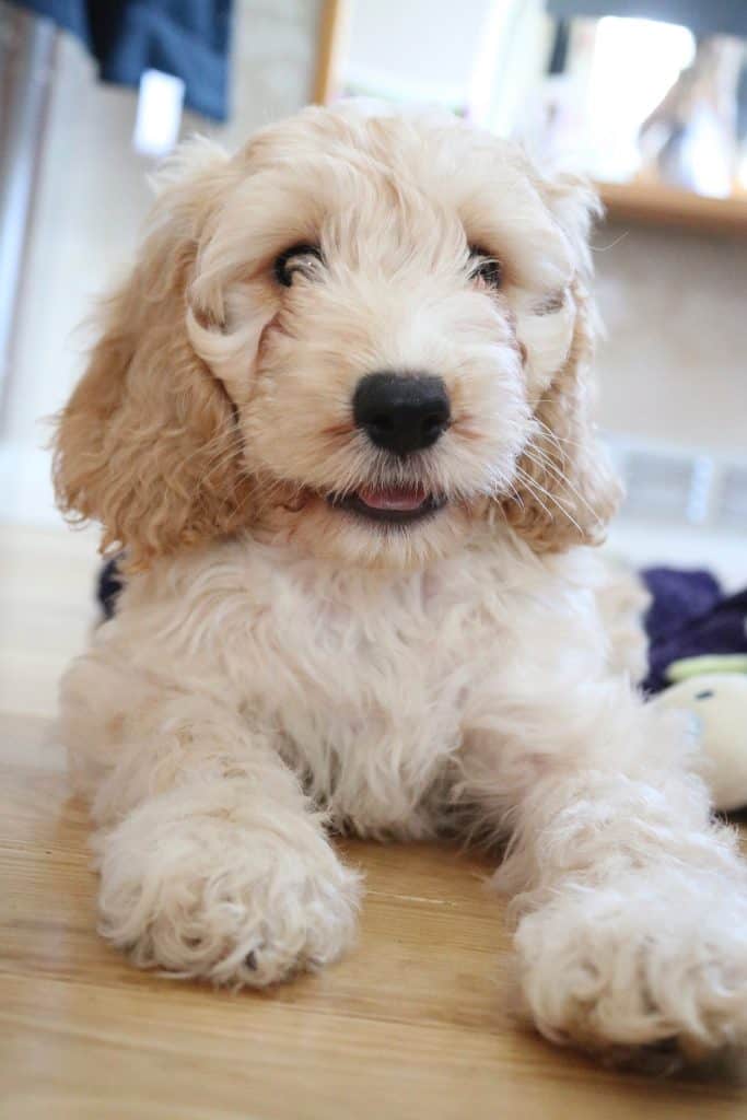 Eine Nahaufnahme eines Cockapoo