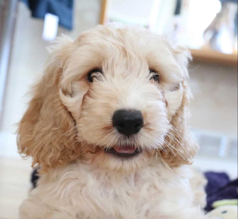 A close up of a Cockapoo
