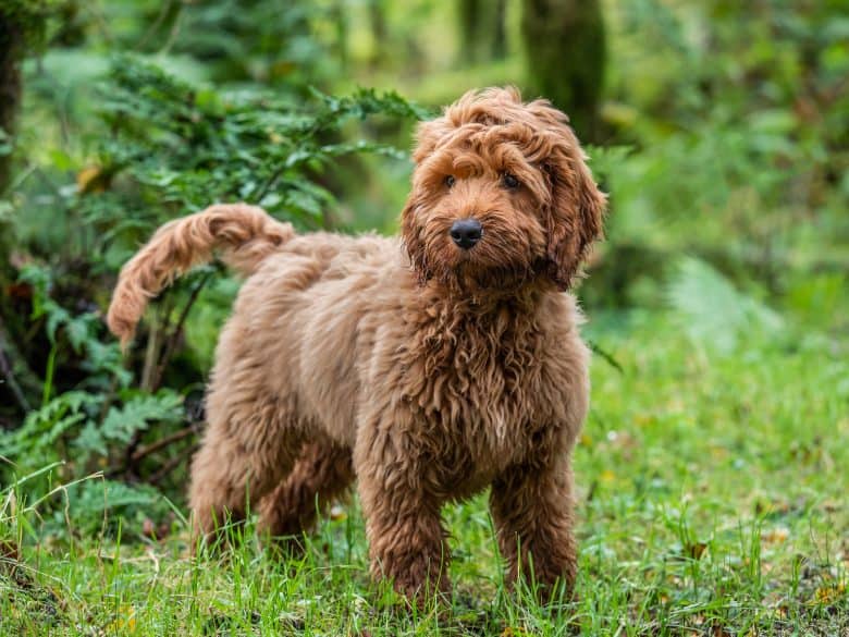 Red Cockapoo is surrounded by trees in a forest