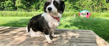Black and white Corgipoo on a park table