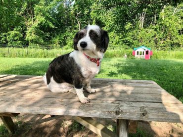 Black and white Corgipoo on a park table