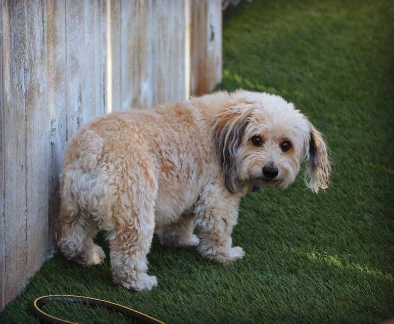 Cute Corgipoo standing beside the fence