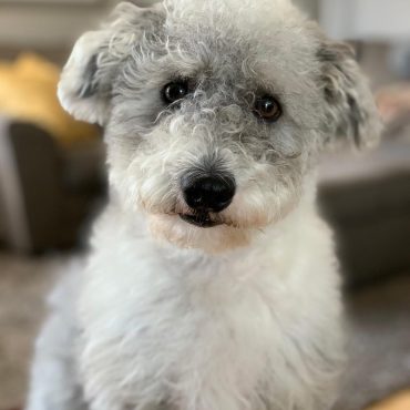 Gray Corgipoo posing for a portrait