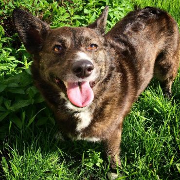 Smiling Corgipoo with a dark brown coat with white marking standing on grass